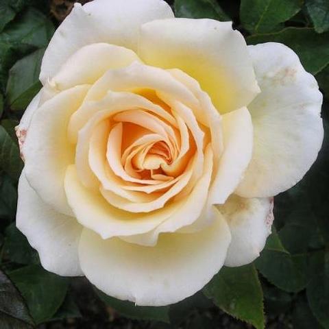 Rose Bushes — Eumundi Roses