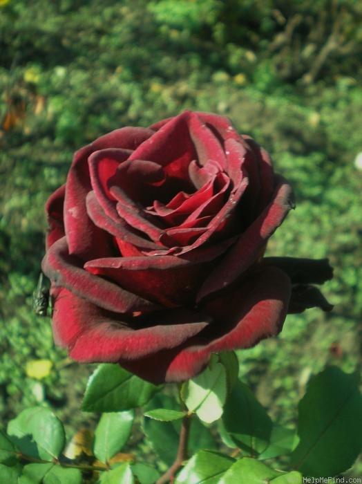 Black Velvet — Eumundi Roses