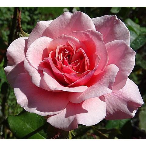 Herbert Swim — Eumundi Roses