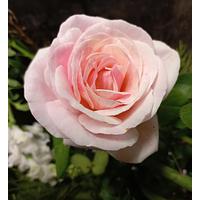 La Vie En Rose — Eumundi Roses