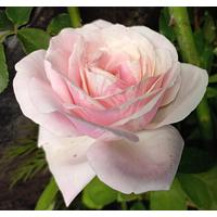 La Vie En Rose — Eumundi Roses